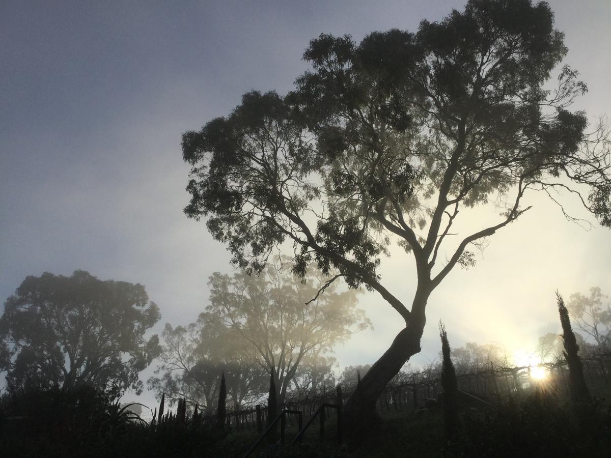 Bed and Breakfast Barossa White House The West Wing Angaston Экстерьер фото